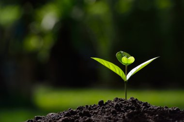 Doğanın arka planında sabah ışığında genç bir bitki