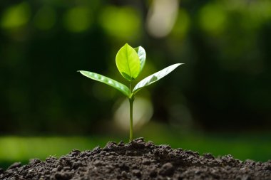 Doğanın arka planında sabah ışığında genç bir bitki