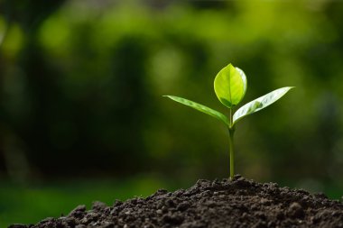Doğanın arka planında sabah ışığında genç bir bitki