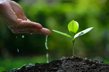 Çiftçinin el genç bir bitki sulama