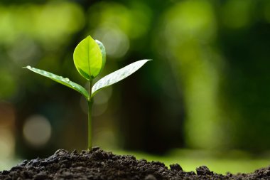 Doğanın arka planında sabah ışığında genç bir bitki