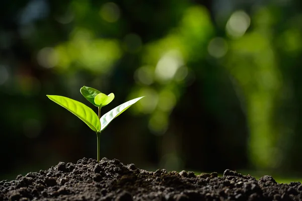 Jovem planta na luz da manhã no fundo da natureza — Fotografia de Stock