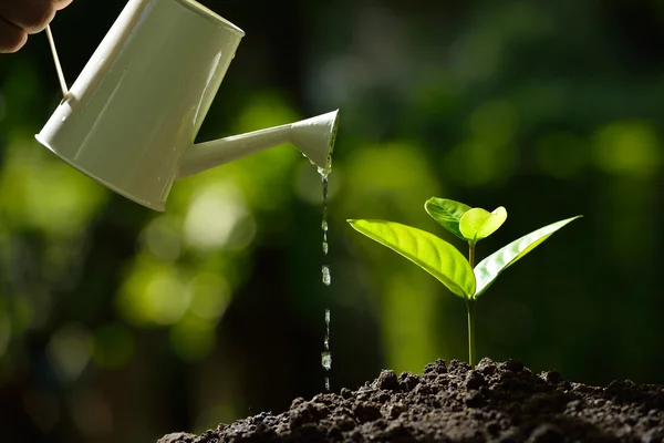 Sprout watered from a watering can on nature background — Stock Photo, Image