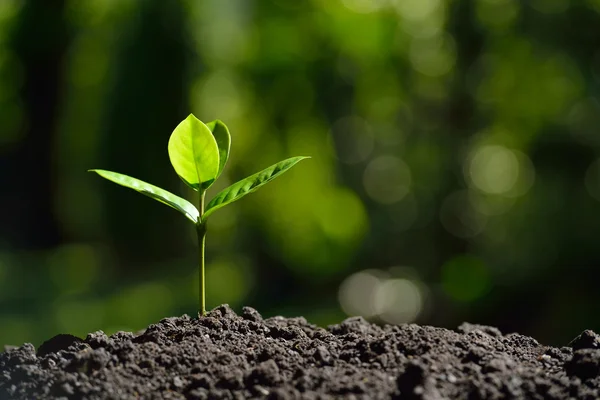 Jovem planta na luz da manhã no fundo da natureza — Fotografia de Stock