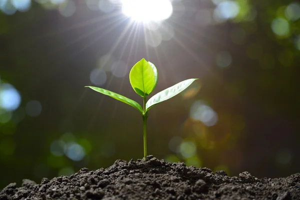 Planta joven en la luz de la mañana en el fondo de la naturaleza — Foto de Stock