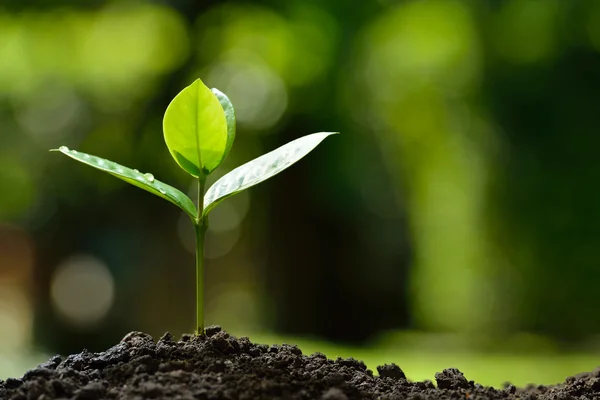 Jovem planta na luz da manhã no fundo da natureza — Fotografia de Stock