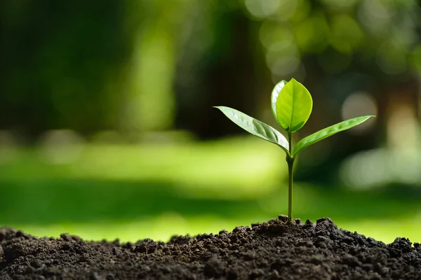 Planta joven en la luz de la mañana en el fondo de la naturaleza — Foto de Stock