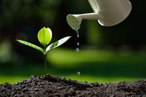 Brote regado de una regadera sobre fondo natural — Foto de Stock