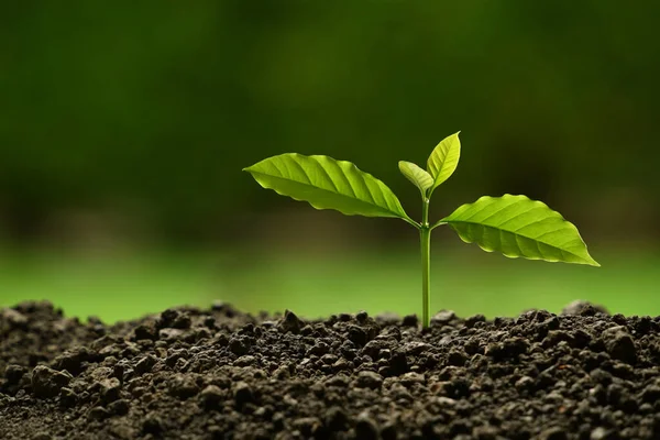 Jovem Planta Luz Manhã Fundo Natureza — Fotografia de Stock