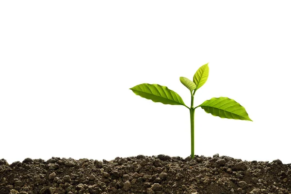 Groene Spruit Groeit Uit Bodem Geïsoleerd Witte Achtergrond — Stockfoto