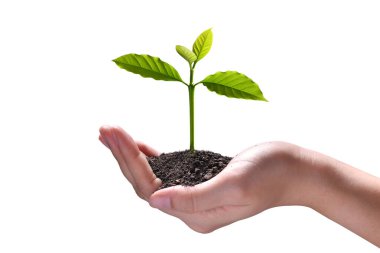 El ele tutuşup, beyaz arka planda izole edilmiş yeşil bir bitkiye bakmak.