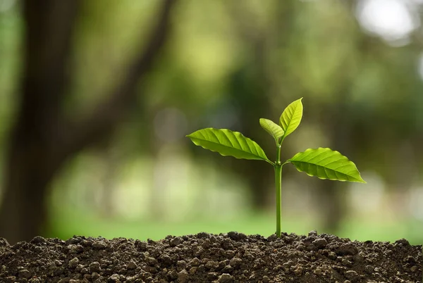 Jungpflanze Morgenlicht Vor Dem Hintergrund Der Natur — Stockfoto