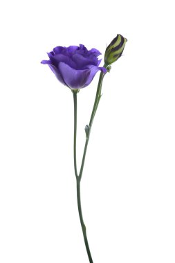 Çiçekler.
