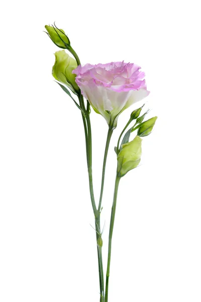 Flowers — Stock Photo, Image