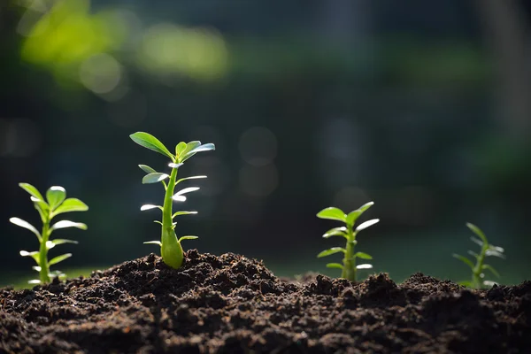 Jovem planta — Fotografia de Stock