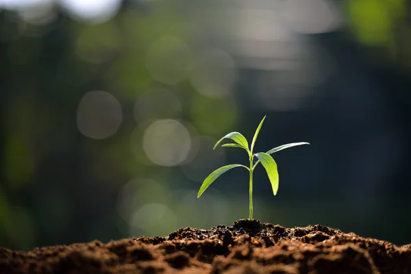 Planta joven —  Fotos de Stock