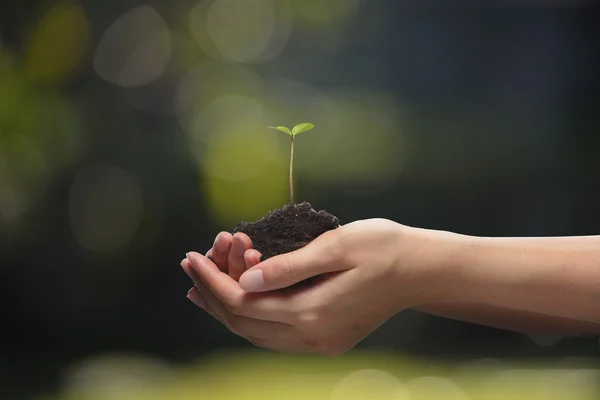 Jovem planta — Fotografia de Stock