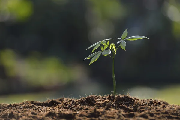 Jungpflanze — Stockfoto