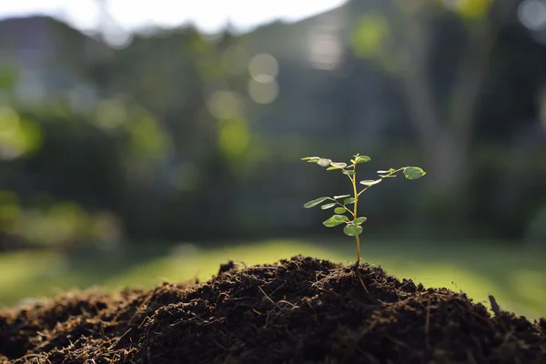 Jovem planta — Fotografia de Stock