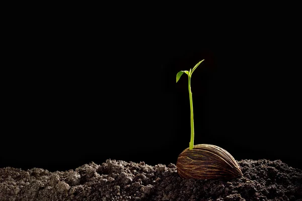 Pianta giovane — Foto Stock