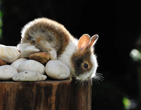 Rabbit — Stock Photo, Image