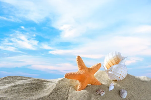 Starfish and seashells on the sandy beach — Stock Photo, Image