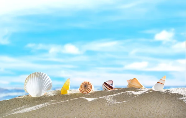 Seashells sulla spiaggia di sabbia — Foto Stock