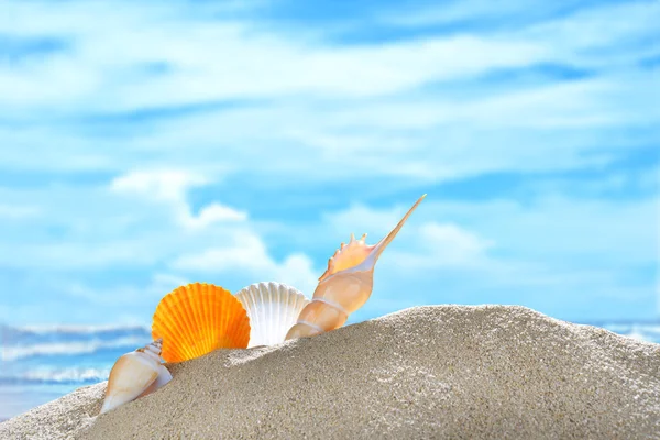 Seashells on the sandy beach — Stock Photo, Image