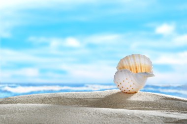 Sahilde deniz kabuğu