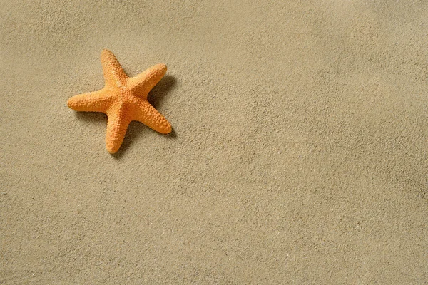 Sarfish on the sandy beach — Stock Photo, Image