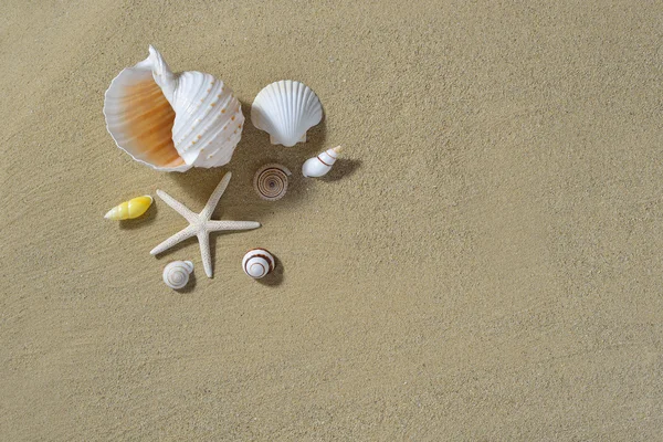Starfish and seashells on the sandy beach — Stock Photo, Image