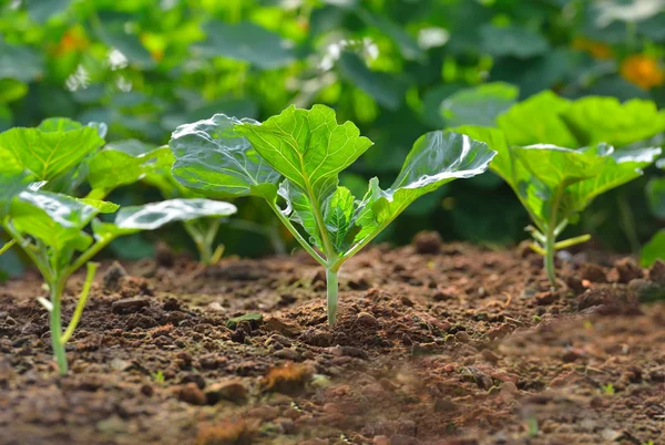 Plantaardige groeien uit de aarde — Stockfoto