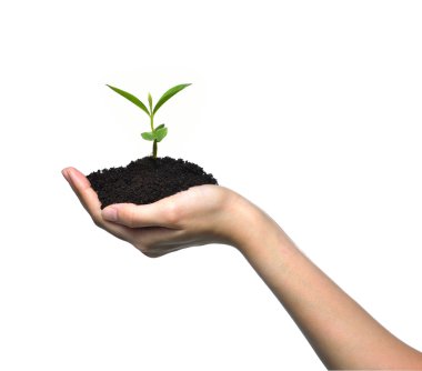 Genç bir yeşil bitki