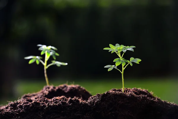 Plantas jovens na luz da manhã (foco na planta certa  ) — Fotografia de Stock