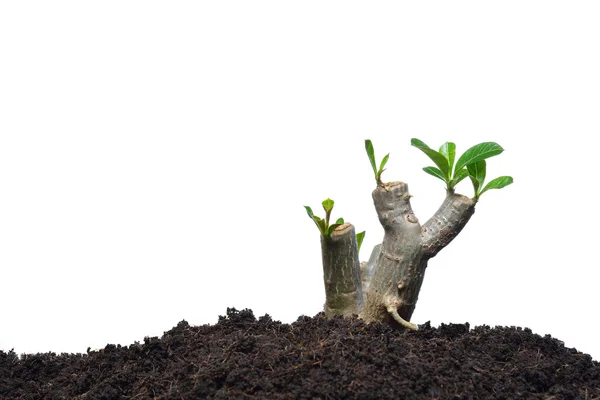 Een groene jonge plant — Stockfoto