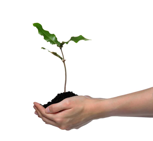 Uma planta jovem verde — Fotografia de Stock