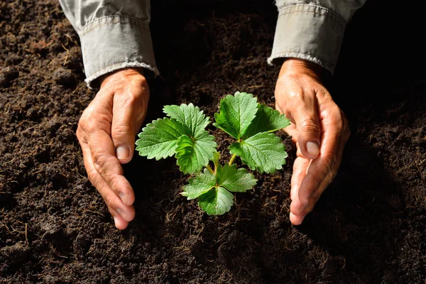 Une jeune plante verte — Photo