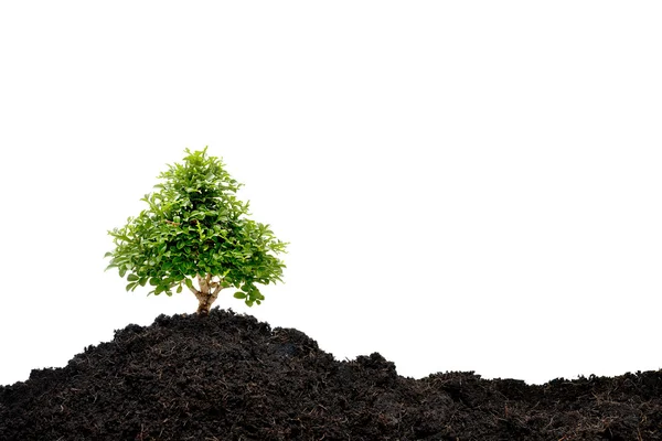 Pequeño árbol aislado sobre fondo blanco — Foto de Stock