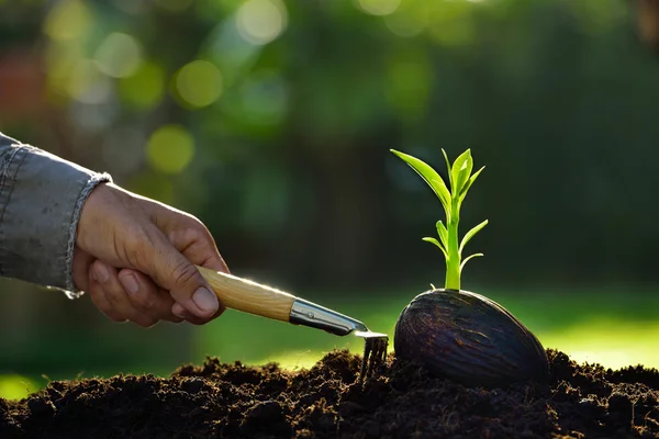 Young plant with seed on the soil — Stock Photo, Image