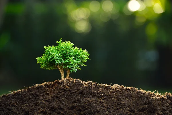 Pequeña planta ion naturaleza fondo — Foto de Stock