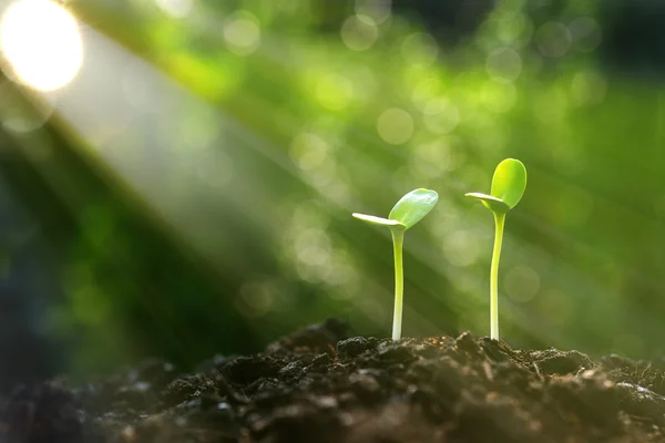 Jungpflanze im Morgenlicht — Stockfoto