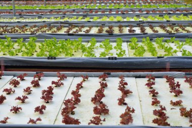 Çeşitli sebze tarım plantasyon içinde satırları