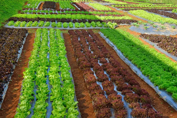 Filas de hortalizas variadas en plantaciones agrícolas — Foto de Stock