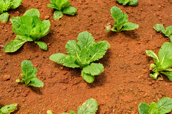 Salada de legumes crescendo fora da terra no jardim — Fotografia de Stock