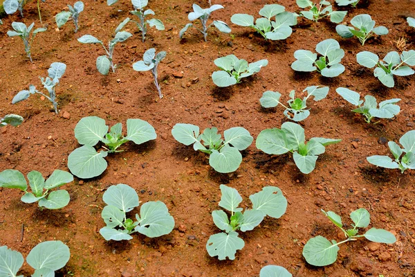 Vegetais de couve chinesa crescendo fora da terra no jardim — Fotografia de Stock