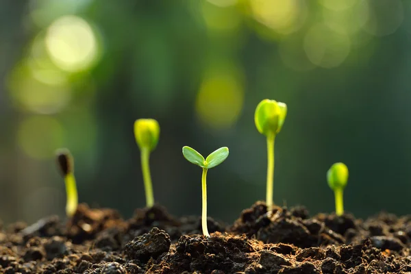 Group of green sprouts growing out from soil — Stock Photo, Image