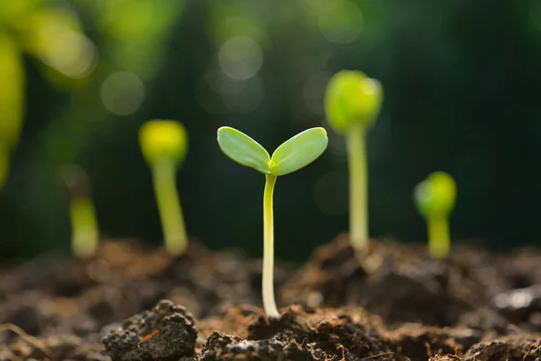 Group of green sprouts growing out from soil — Stock Photo, Image