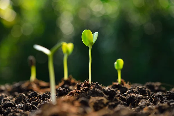 Group of green sprouts growing out from soil — Stock Photo, Image