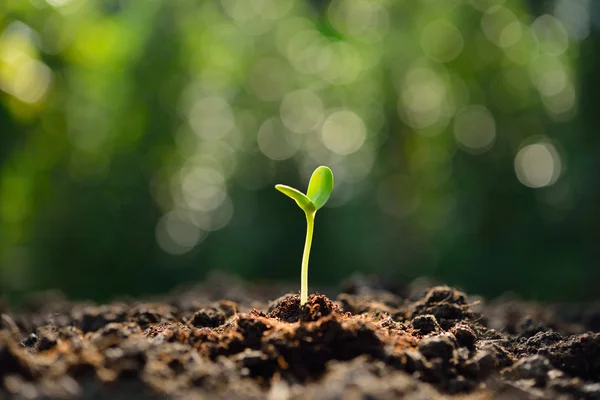 Green sprout growing out from soil in the morning light — Stock Photo, Image