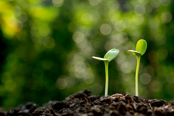 Green sprout growing out from soil in the morning light